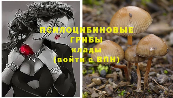шишки Беломорск